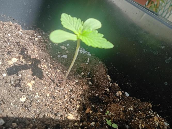 (afghan kush auto) poor Summer part 1. Week 0 - N3 lateral vision