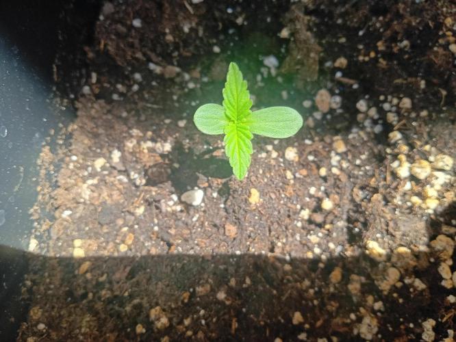 (afghan kush auto) poor Summer part 1. Week 0 - N4 Day 5 of the week