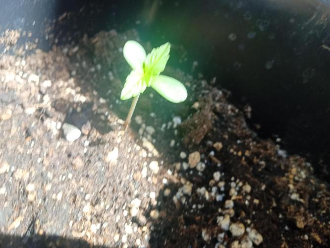 (afghan kush auto) poor Summer part 1. Week 0 - N4 lateral vision