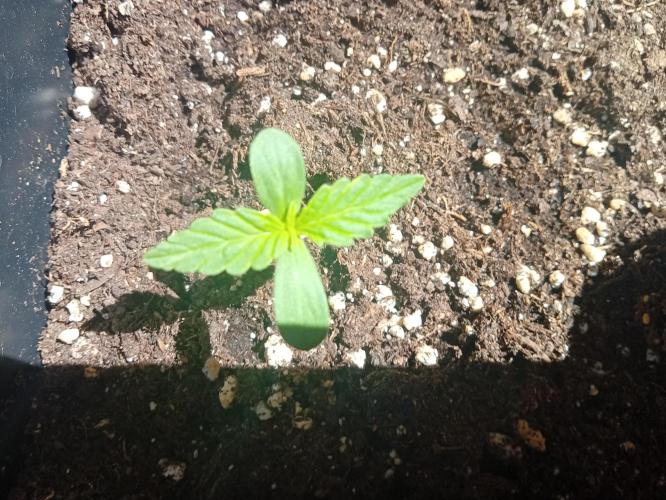 (afghan kush auto) poor Summer part 1. Week 0 - N5 Day 5 of the week