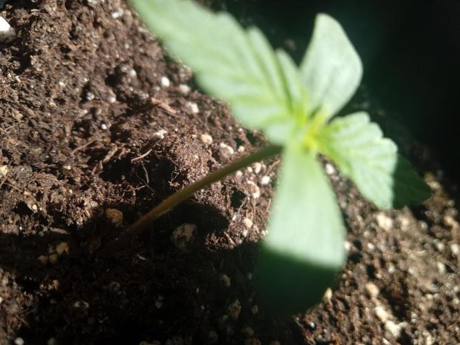 (afghan kush auto) poor Summer part 1. Week 0 - N5 lateral vision