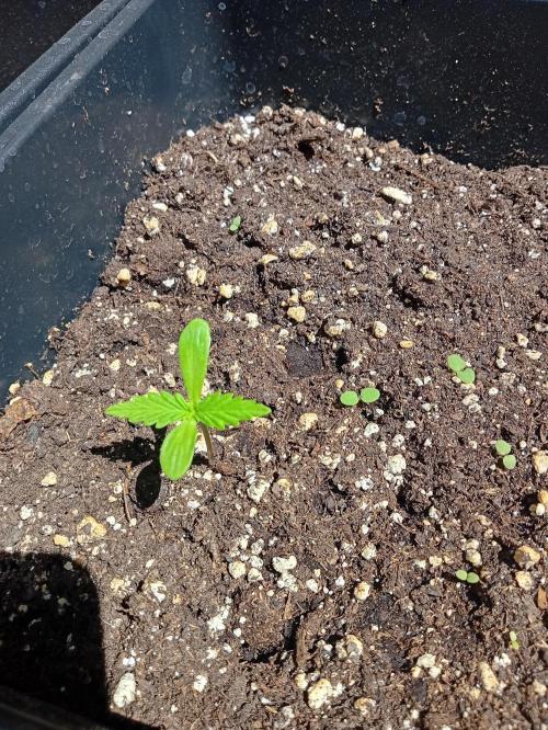 (afghan kush auto) poor Summer part 1. Week 0 - N6 Day 5 of the week