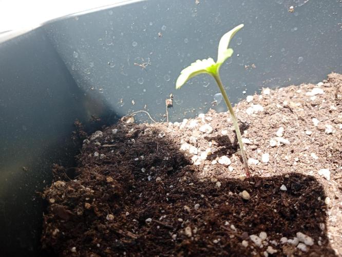 (afghan kush auto) poor Summer part 1. Week 0 - N6 lateral vision