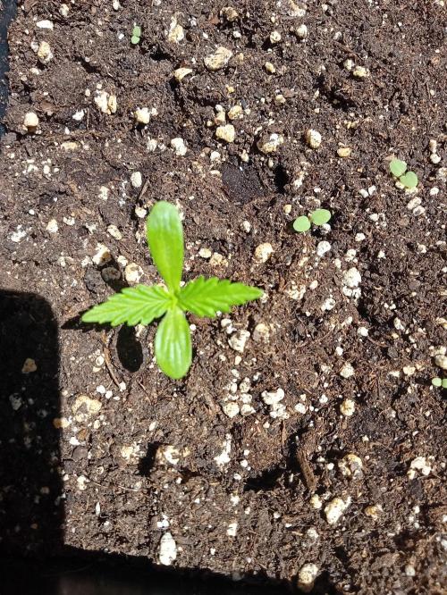 (afghan kush auto) poor Summer part 1. Week 0 - N7 Day 5 of the week