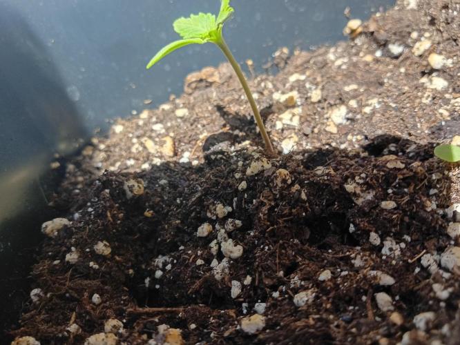 (afghan kush auto) poor Summer part 1. Week 0 - N7 lateral vision