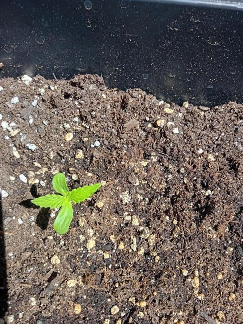 (afghan kush auto) poor Summer part 1. Week 0 - N8 Day 5 of the week
