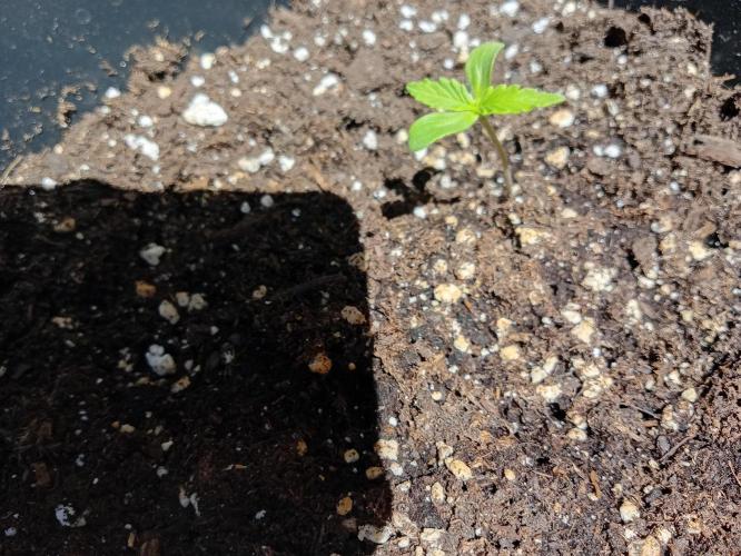 (afghan kush auto) poor Summer part 1. Week 0 - N8 lateral vision