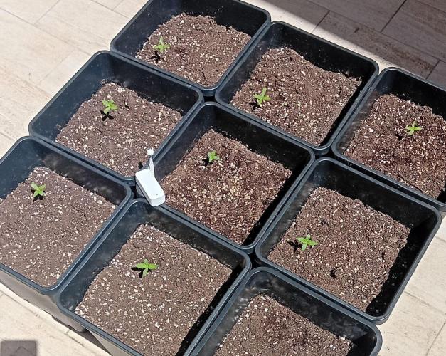 (afghan kush auto) poor Summer part 1. Week 0