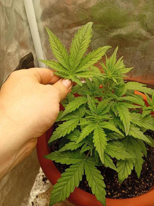 Old glory&lowcost,auto critical buddha. Week 4
