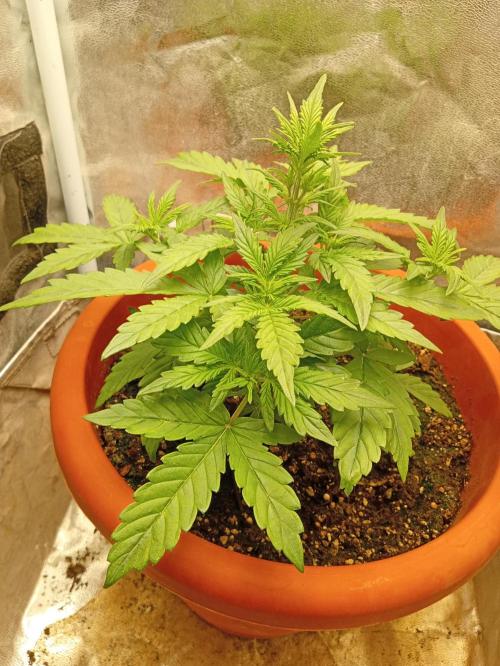 Old glory&lowcost,auto critical buddha. Week 4