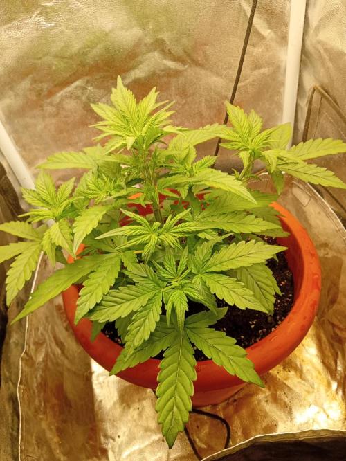 Old glory&lowcost,auto critical buddha. Week 4
