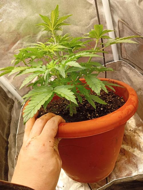 Old glory&lowcost,auto critical buddha. Week 4