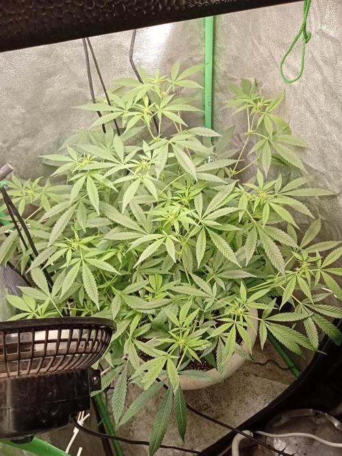 N13 kush by sensi seeds. Week 10
