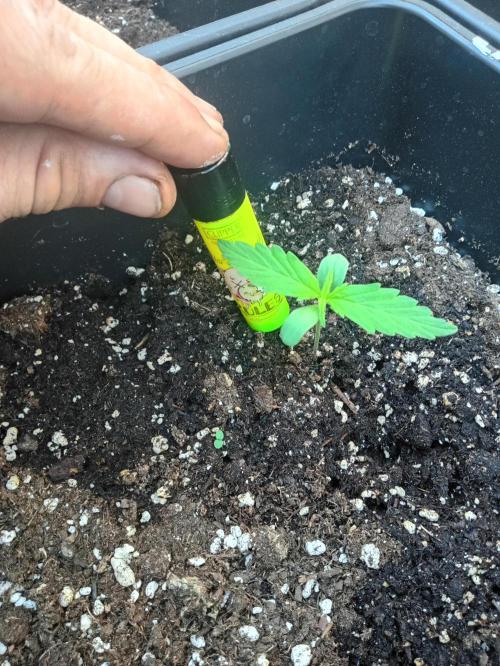 (afghan kush auto) poor Summer part 1. Week 1