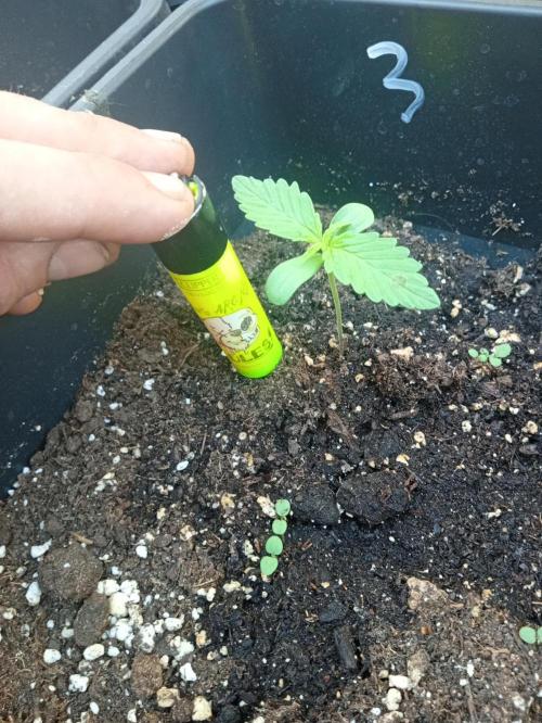 (afghan kush auto) poor Summer part 1. Week 1