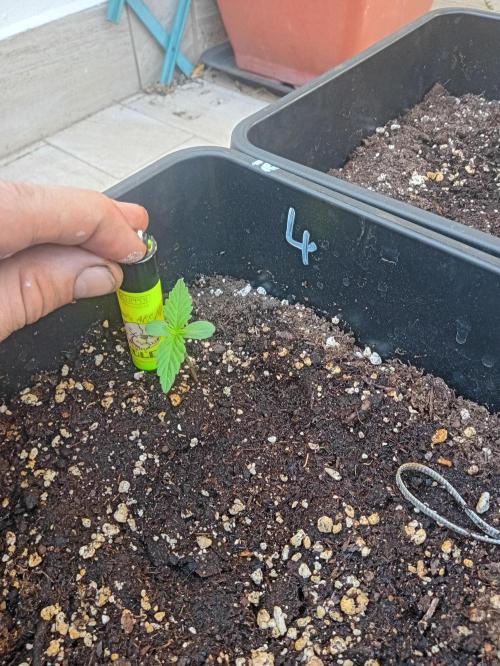 (afghan kush auto) poor Summer part 1. Week 1