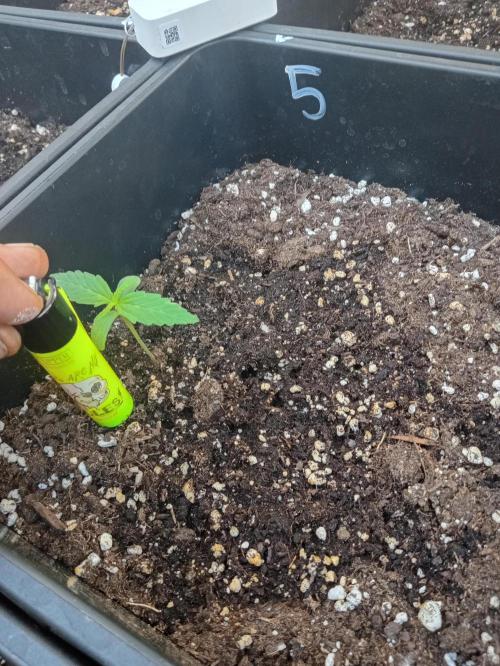 (afghan kush auto) poor Summer part 1. Week 1