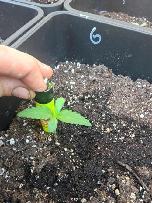 (afghan kush auto) poor Summer part 1. Week 1