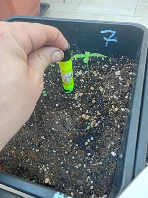 (afghan kush auto) poor Summer part 1. Week 1