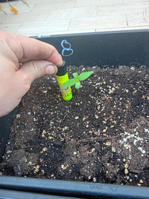 (afghan kush auto) poor Summer part 1. Week 1