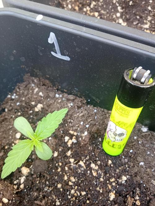 (afghan kush auto) poor Summer part 1. Week 1