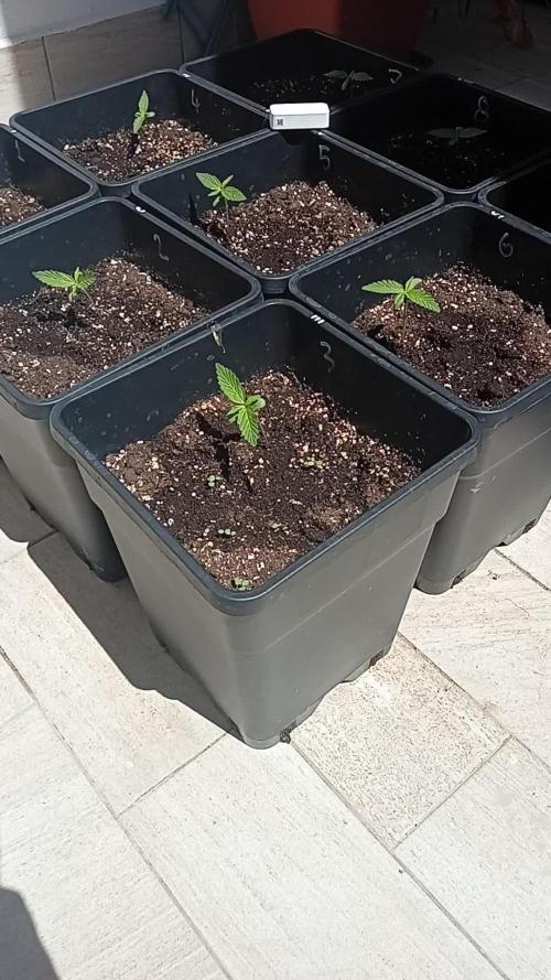 (afghan kush auto) poor Summer part 1