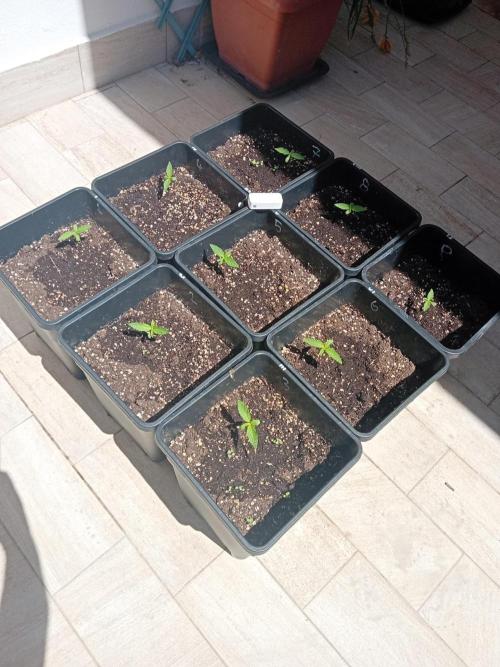 (afghan kush auto) poor Summer part 1. Week 1 - The peshmerga Brigade😍💓