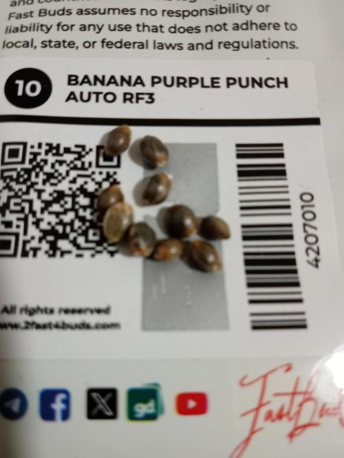 (🍌purple punch RF3) Poor Summer part2. Week 0 - The seeds 