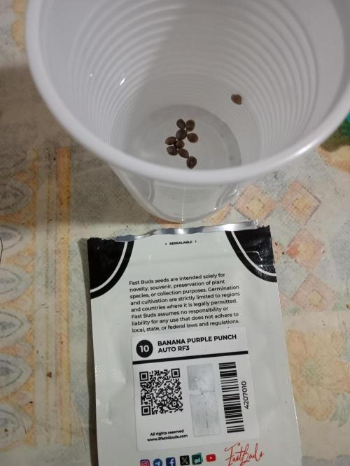 (🍌purple punch RF3) Poor Summer part2. Week 0 - The seeds in osmoprinting Whit hydrogen peroxide