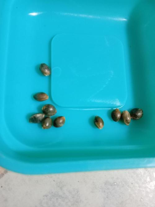 (🍌purple punch RF3) Poor Summer part2. Week 0 - Beutifull seeds
