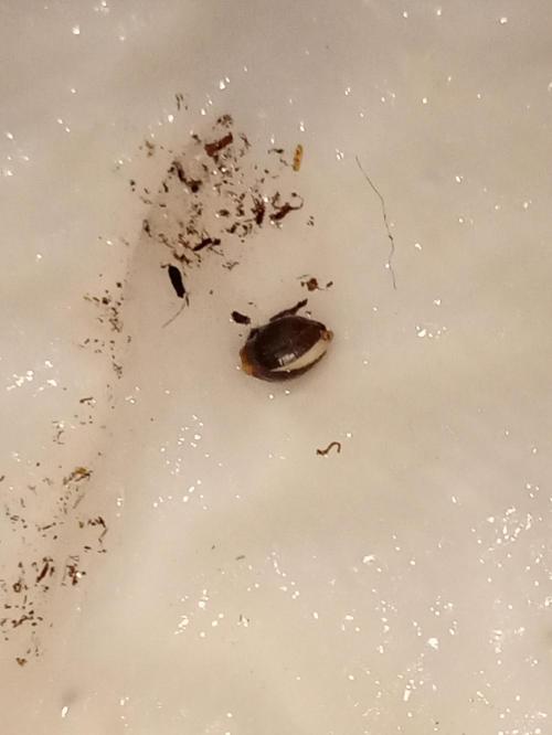(🍌purple punch RF3) Poor Summer part2. Week 0