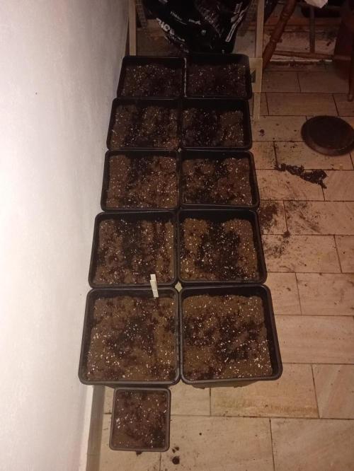 (🍌purple punch RF3) Poor Summer part2. Week 0