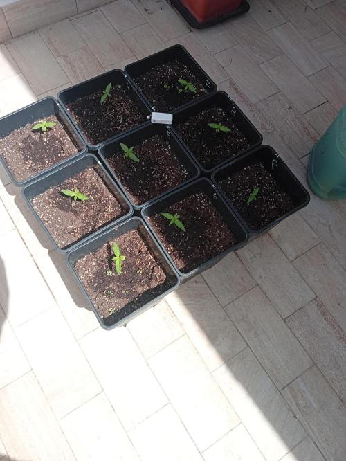 (afghan kush auto) poor Summer part 1. Week 1