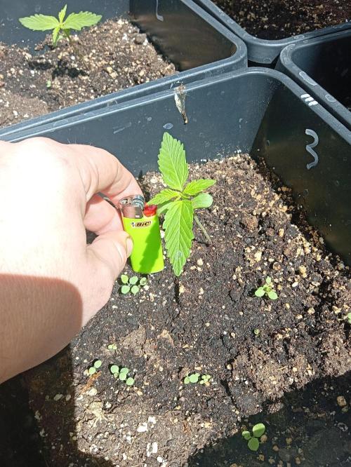 (afghan kush auto) poor Summer part 1. Week 1