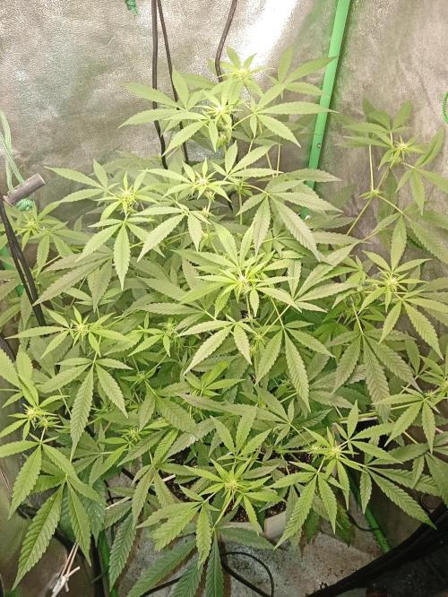 N13 kush by sensi seeds. Week 11