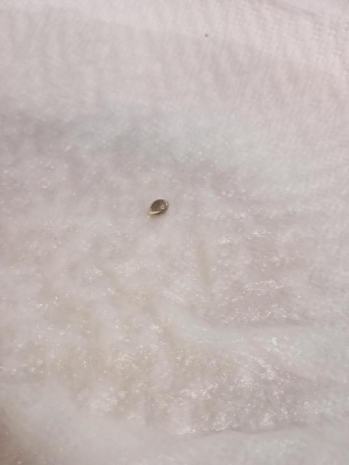 (Lemon mandarine) Poor Summer extra part. Week 0