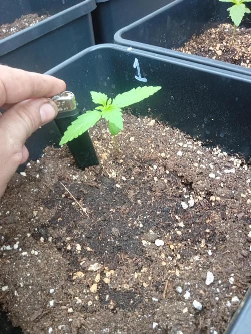 (afghan kush auto) poor Summer part 1. Week 1
