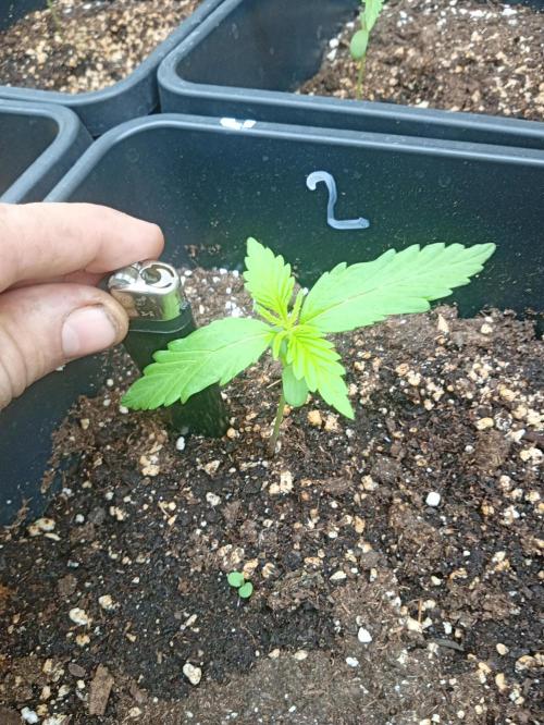 (afghan kush auto) poor Summer part 1. Week 1