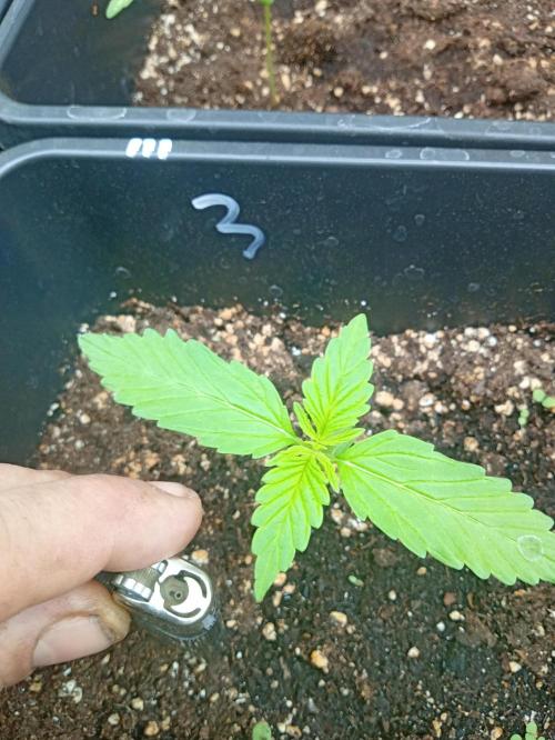 (afghan kush auto) poor Summer part 1. Week 1