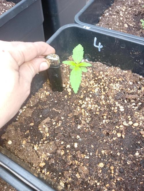 (afghan kush auto) poor Summer part 1. Week 1
