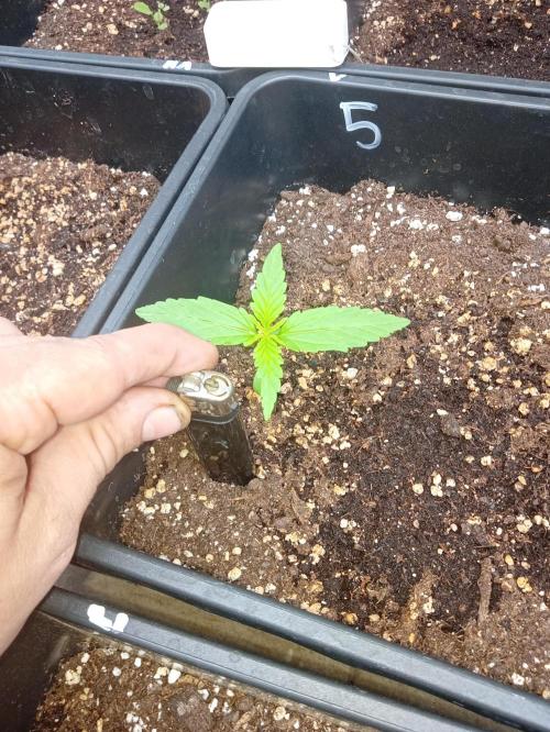 (afghan kush auto) poor Summer part 1. Week 1