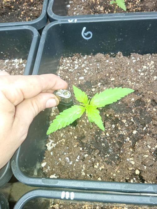 (afghan kush auto) poor Summer part 1. Week 1
