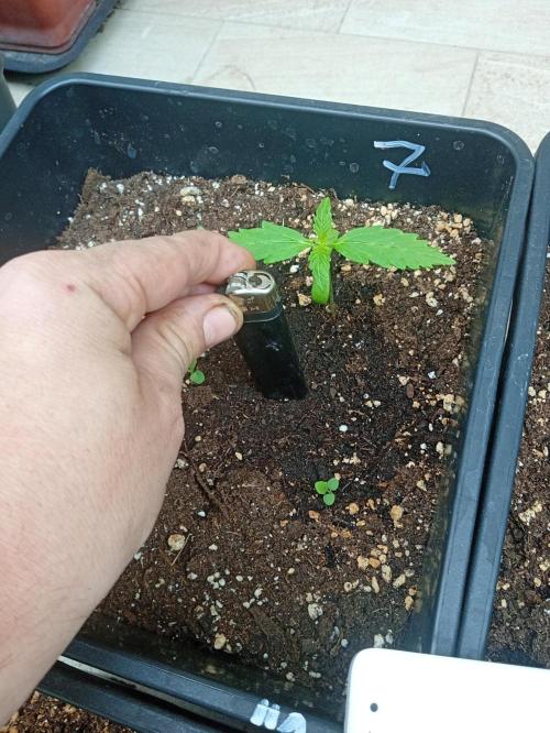 (afghan kush auto) poor Summer part 1. Week 1