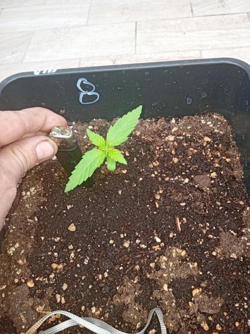 (afghan kush auto) poor Summer part 1. Week 1