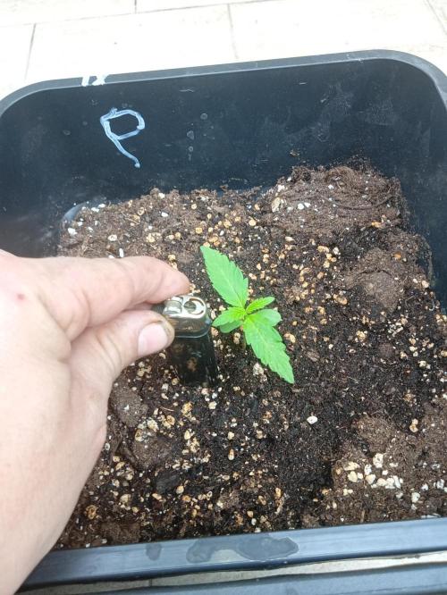 (afghan kush auto) poor Summer part 1. Week 1