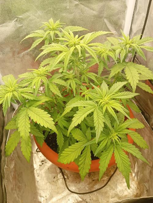 Old glory&lowcost,auto critical buddha. Week 5