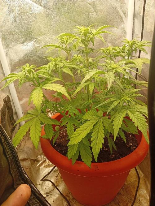 Old glory&lowcost,auto critical buddha. Week 5