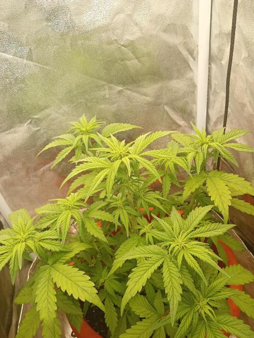 Old glory&lowcost,auto critical buddha. Week 5