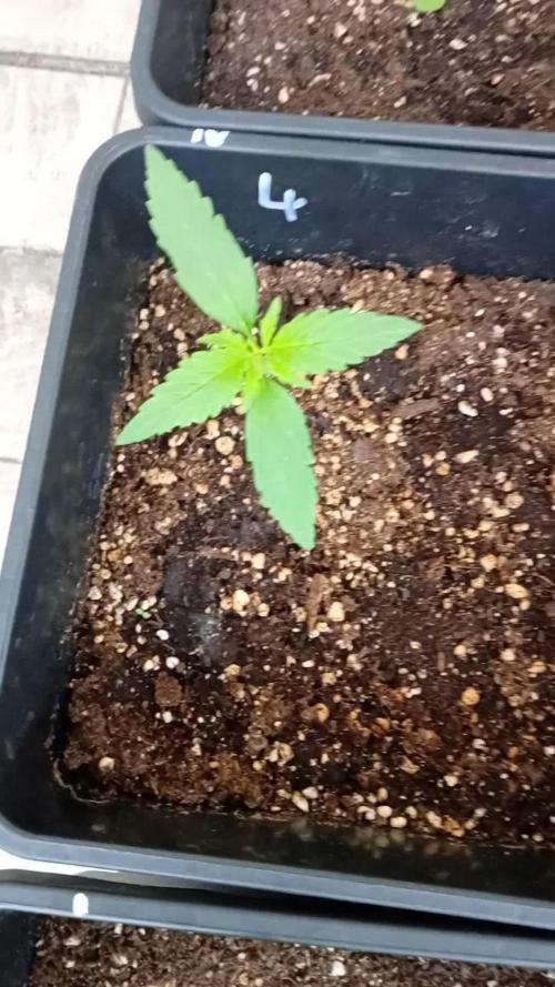 (afghan kush auto) poor Summer part 1