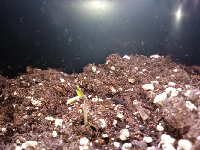 (🍌purple punch RF3) Poor Summer part2. Week 1